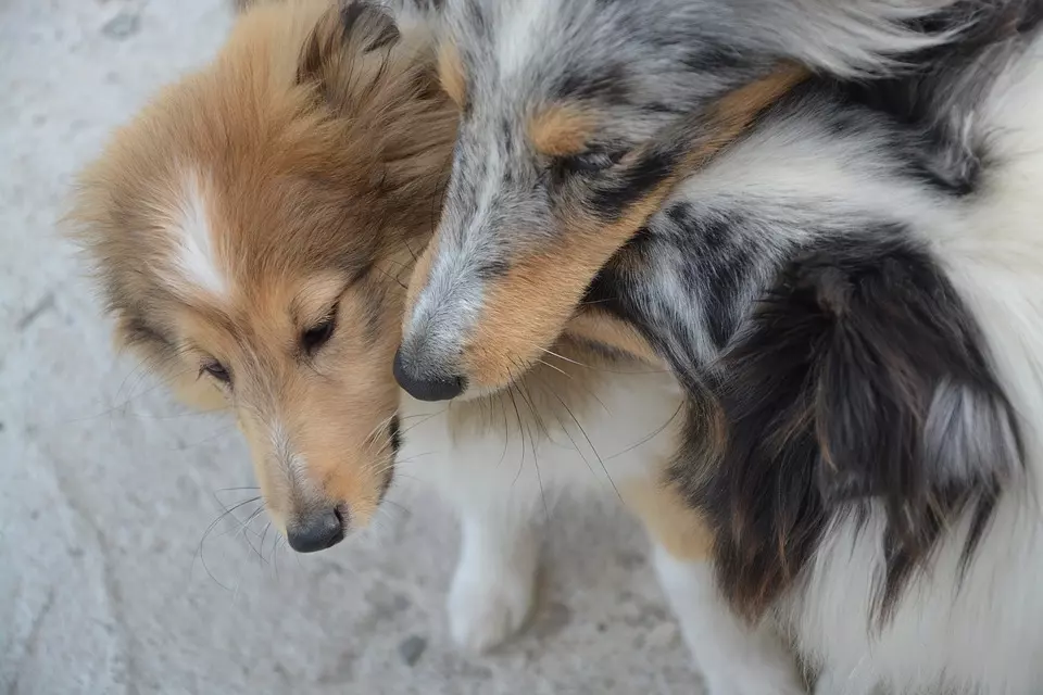 Veterinarska stanica Banovići, BiH