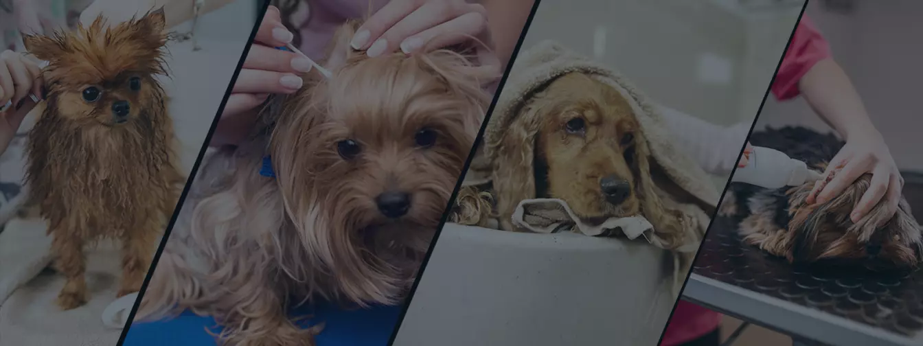 Saloni za kućne ljubimce, šišanje i kupanje