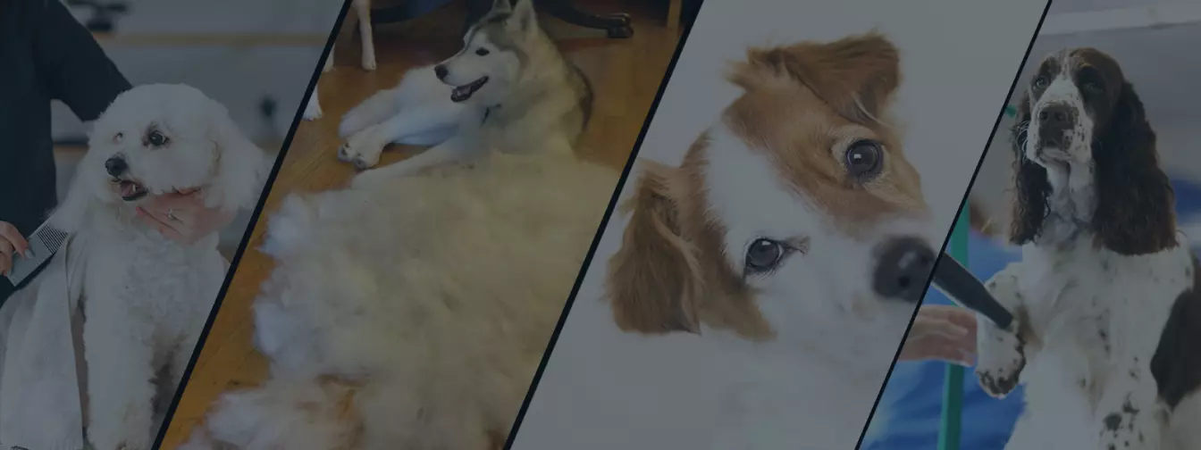 Saloni za kućne ljubimce, šišanje i kupanje