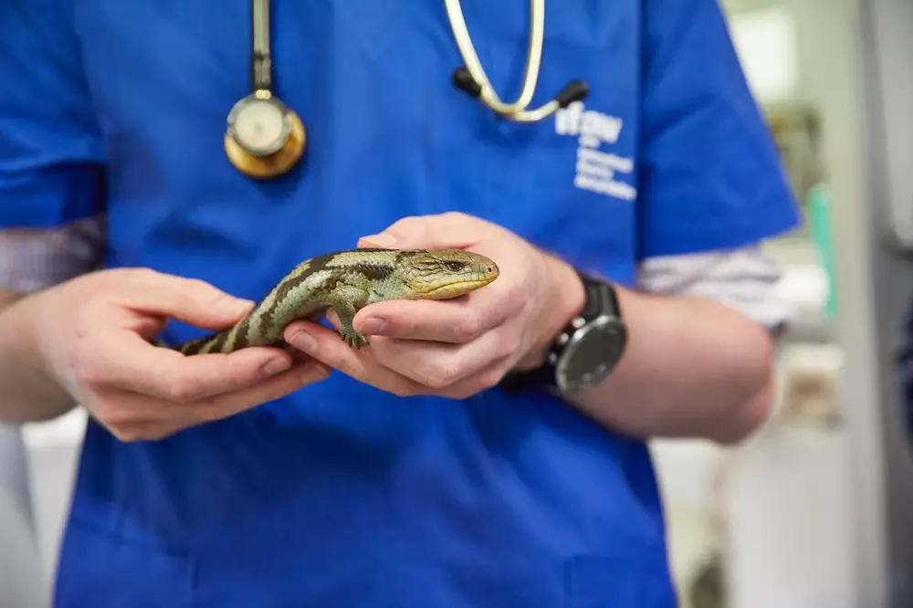 Veterinarska ambulanta BA 6.jpg
