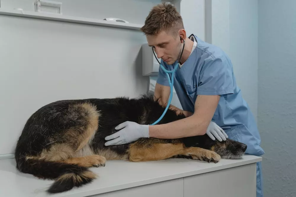 Veterinarska ambulanta BA 7.jpg