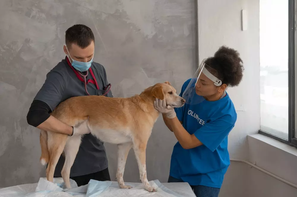 Veterinarska ambulanta BA.jpg